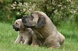 CANE CORSO 1097